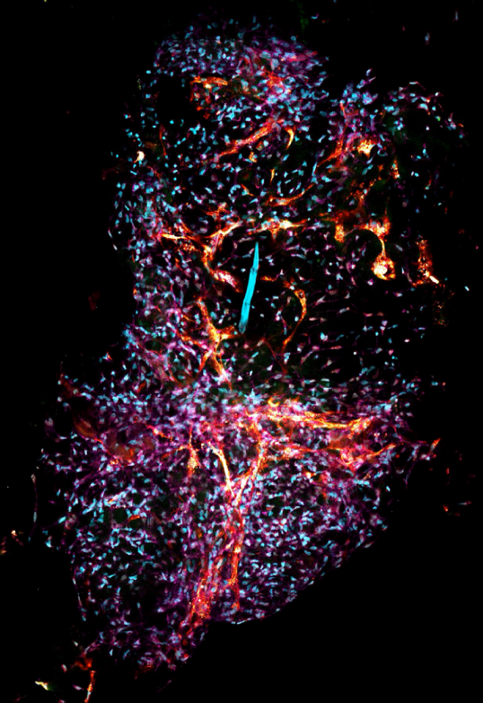 Organoid microscopy
